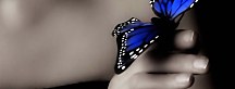 Obrazy Panorámy Motýľ zs109